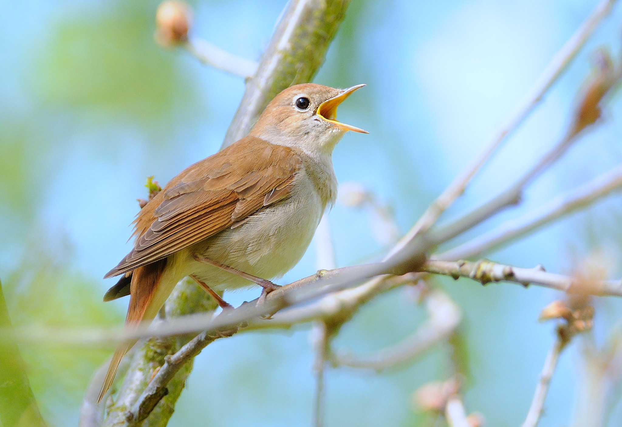 Nightingale by Kev Chapman (Lizenz: cc-by)