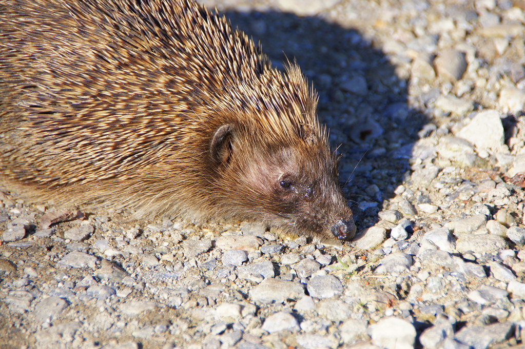 Igel